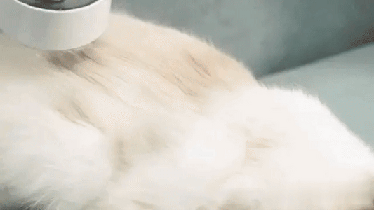 Pet Glow by Petidi House